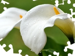 White, drops, water, Calla