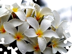 White, drops, water, Plumeria