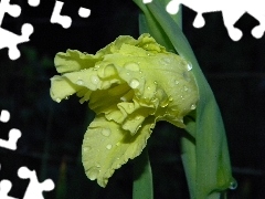 Yellow, drops, water, gladiolus