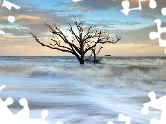 dry, sea, Waves, trees