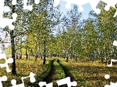 birch, Field, Way, medows