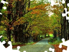 Way, autumn, forest