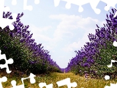 Way, Field, lavender