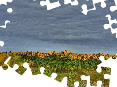 Field, Puddles, Way, Nice sunflowers