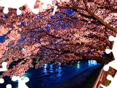 trees, Park, Way, River, viewes, flourishing