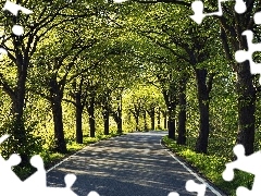 trees, asphalt, Way, viewes