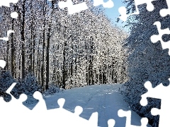 Way, winter, trees, viewes, forest