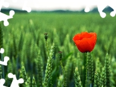 Red, red weed