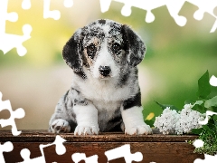 Puppy, White, without, Welsh corgi cardigan