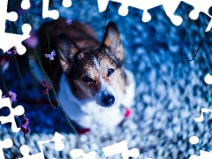 Flowers, dog, Welsh corgi pembroke