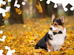 Leaf, dog, Welsh corgi cardigan