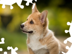 muzzle, dog, Welsh corgi pembroke