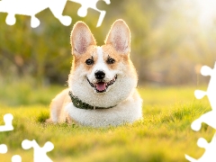 dog-collar, dog, Welsh corgi pembroke