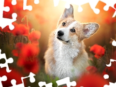 dog, Flowers, papavers, Welsh corgi pembroke