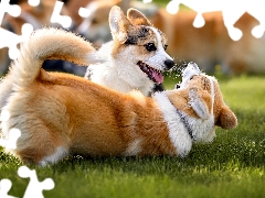 Two cars, play, Welsh corgi cardigan, Dogs