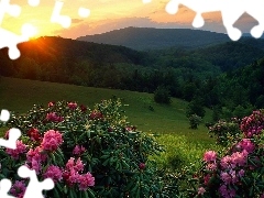west, The Hills, flourishing, Rhododendrons, sun, woods