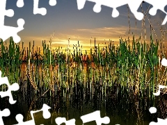 west, grass, lake
