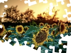 sun, Nice sunflowers, west