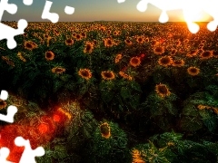 sun, Nice sunflowers, west