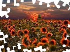 west, sun, sunflowers, clouds, Field