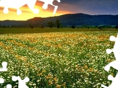 west, sun, Flowers, Mountains, Meadow