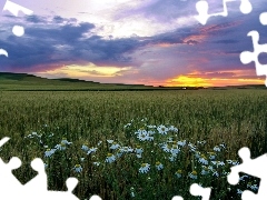 camomiles, Field, west, sun, Mountains, corn