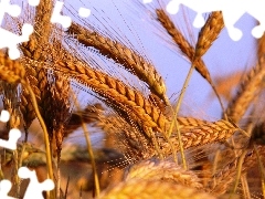 wheat