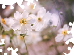 bloom, Anemones, Flowers, White