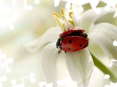 ladybird, White, Close, Colourfull Flowers