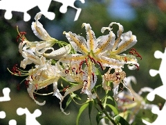 tiger Lilies, Colourfull Flowers, White