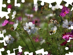 Cosmos, Pink, Flowers, White