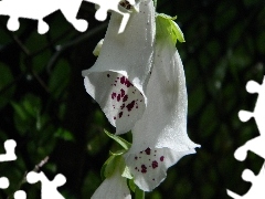 white, Flowers, digitalis