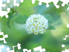 Flowers, White, Bush, Spiraea Van Houtte