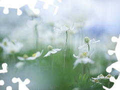 Flowers, Poppy Anemone, White
