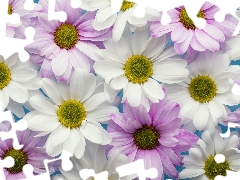 Flowers, lilac, Chrysanthemums, White