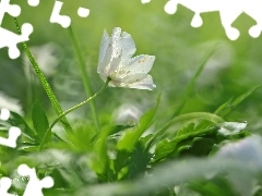 Colourfull Flowers, anemone, White