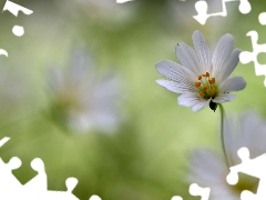 Colourfull Flowers, Cerastium, White