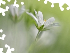 Colourfull Flowers, Cerastium, White