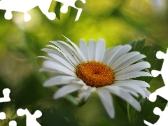 Colourfull Flowers, Daisy, White