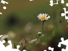 Colourfull Flowers, daisy, White