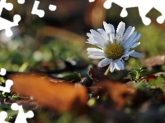 Colourfull Flowers, daisy, White