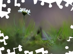 Colourfull Flowers, daisy, White