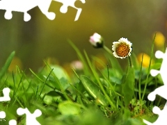 Colourfull Flowers, daisy, White