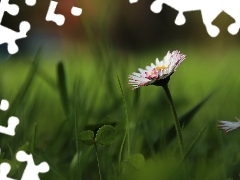 Colourfull Flowers, daisy, White