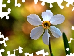 Colourfull Flowers, narcissus, White