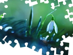 Colourfull Flowers, Snowdrop, White
