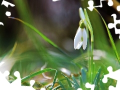 Colourfull Flowers, Snowdrop, White