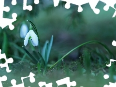 Colourfull Flowers, Snowdrop, White