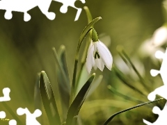 Colourfull Flowers, Snowdrop, White