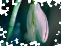 Colourfull Flowers, Snowdrop, White